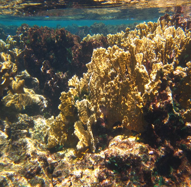 Buck Island National Monument